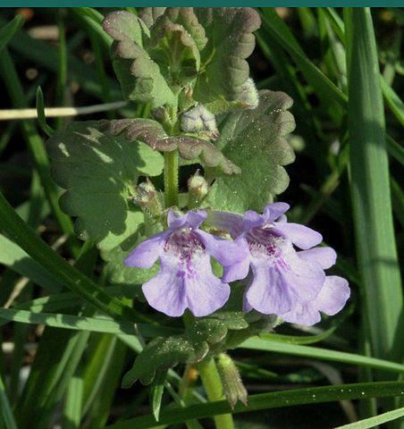 Glechoma hederacea